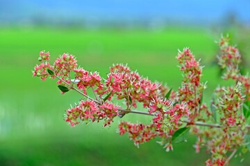 Beautiful blossom red Henna (Lawsonia inermis) flowers with blurred natural background.