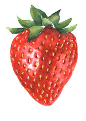 Red strawberry watercolor illustration. Fresh sweet berry isolated on white background