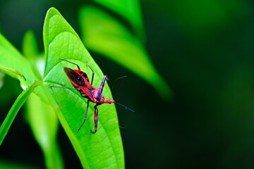 Assassin bug (Sycanus collaris) is walking on green leaf in the forest.
