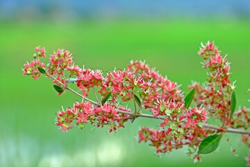 Beautiful blossom red Henna (Lawsonia inermis) flowers with blurred natural background.
