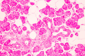Anatomy and Histological Tonsil and Parotid Human cells under microscope.