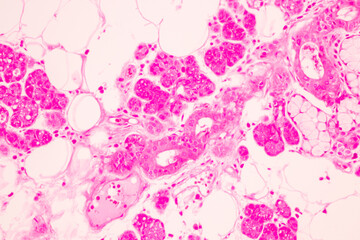 Fototapeta na wymiar Anatomy and Histological Tonsil and Parotid Human cells under microscope.