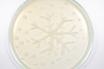 Backgrounds of Characteristics  of Bacteria and Fungi  for education in Microbiology laboratory.