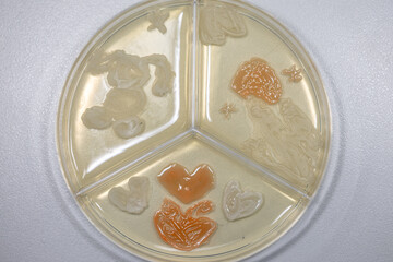 Backgrounds of Characteristics  of Bacteria and Fungi  for education in Microbiology laboratory.