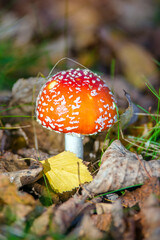 Mushroom fly agaric grows in the autumn forest
