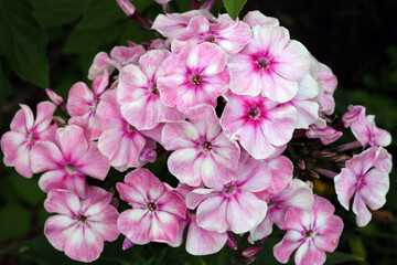bright inflorescence of white-pink phlox paniculata