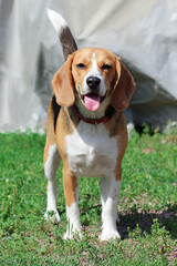 a small dog of the Beagle hunting breed. cute pet dog.