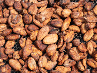 Cocoa fruits and raw cocoa beans on the table