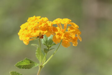 Isolated lantana flower in the garden