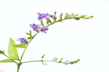 Duranta erecta is a species of flowering shrub