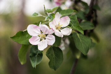 Spring blossoms