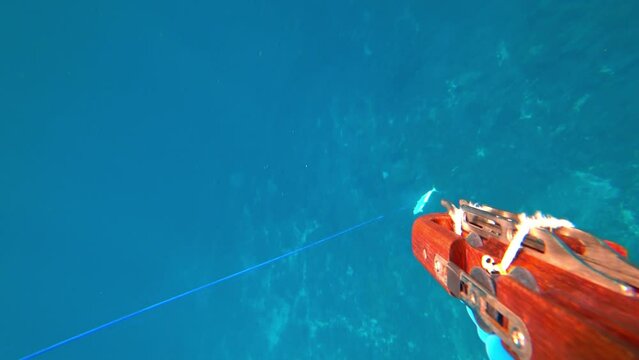 Pov of an underwater hunter who shot a lady fish from an underwater rifle with a harpoon. An underwater fisherman pulls a rope with a lady fish caught. Moment of catching fish during spearfishing. 