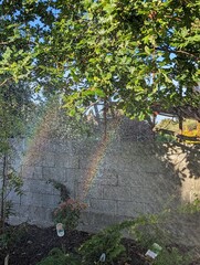 A rainbow created by a gardening hose 