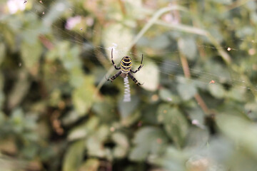 Argiope Brünnich. Wasp spider. Weaves a web on a blurred green background. Close-up. Selective focus. Copyspace