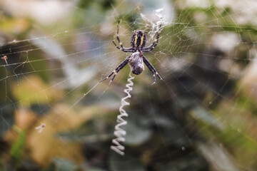 Argiope Brünnich. Wasp spider. Weaves a web on a blurred green background. Close-up. Selective focus. Copyspace
