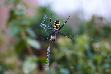 Argiope Brünnich. Wasp spider. Weaves a web on a blurred green background. Close-up. Selective focus. Copyspace