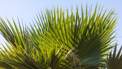 Green leaves on a palm tree against a blue sky. nature in the tropics