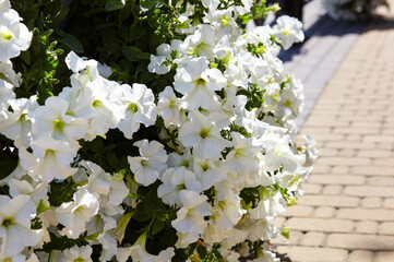 Petunia, White Petunias in the pot. Lush blooming colorful common garden petunias in city park....
