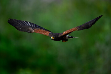 Harris’s Hawk // Wüstenbussard (Parabuteo unicinctus) 