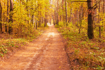 Fototapeta na wymiar Dirt road in the forest in autumn