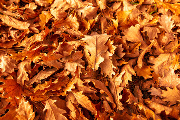 Leaves lying on the ground in the autumn forest. Background