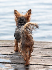 Wet dog on a wooden bridge