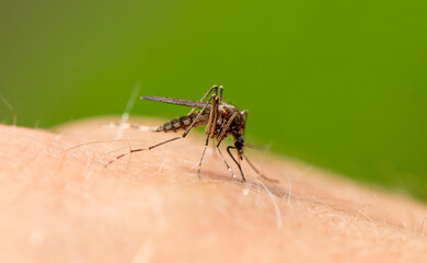 The mosquito sits on human skin and bites.