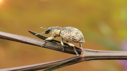 Close-up of a brown beetle perched on a branch of a tree.