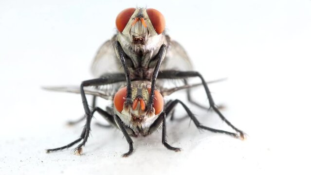 A pair of house flies copulate on a white background, macro front view.