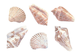 Set of shells. Watercolour illustration. Sea objekt. Isolated.