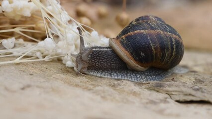 snail on a stone eating in 4K
