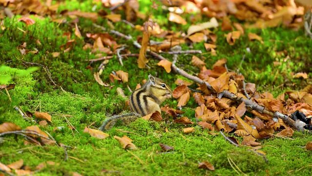 Chipmunk eating in slow motion, Tamia Squirell, Siberian chipmunk