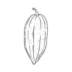 Vector illustration of unopened unpeeled raw cocoa bean pod. Black outline, scillfull graphic drawing. For postcards, design and composition decoration, prints, posters, stickers, menu, stamps
