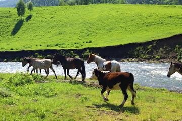 Herd of wild horses on the summer lawn