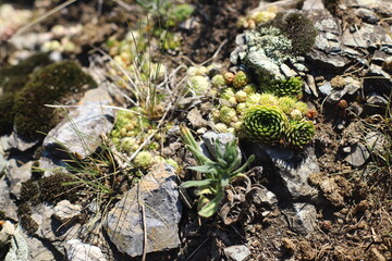 Wild Succulent plant background.