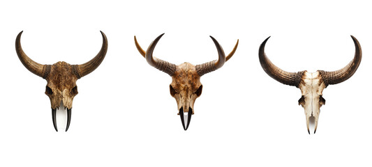 animal buffalo horns illustration symbol head, design nature, wildlife strong animal buffalo horns