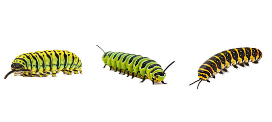 nature caterpillar illustration animal wildlife, fauna character, green background nature caterpillar