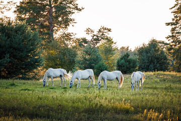 Herd of white horses on pasture in forest. Mare grazing grass outdoors