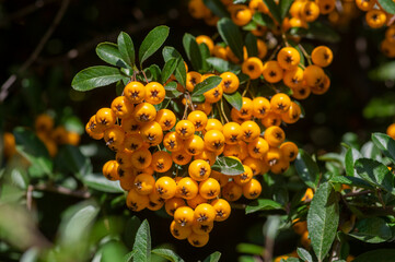 Pyracantha coccinea sunny star scarlet red firethorn ornamental shrub, orange group of fruits hanging on autumnal shrub