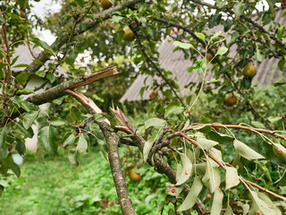 A gardener examines a broken branch of a pear tree. The storm damaged the orchard.