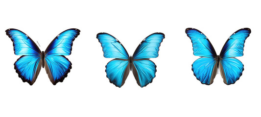 Naklejka premium icon giant blue morpho illustration abstract summer, wedding vintage, spring animal icon giant blue morpho