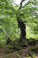 Ruhberg bei Girkenroth