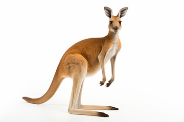 Naklejka na ściany i meble a kangaroo standing on its hind legs