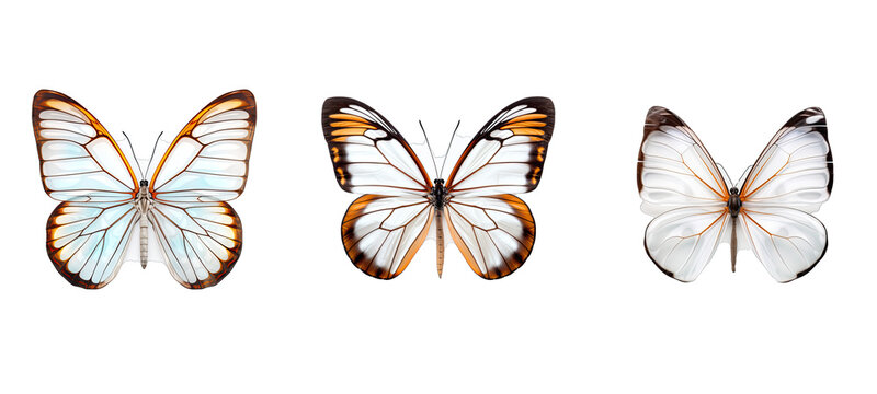 beauty glasswing butterfly illustration tropical natural, wings wildlife, wild greta beauty glasswing butterfly