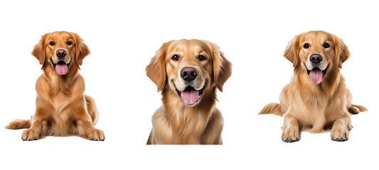 dog golden retriever illustration cute puppy, domestic labrador, happy beautiful dog golden retriever