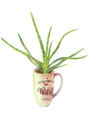 An aloe in a cup. Houseplant illustration