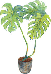 plant in a pot