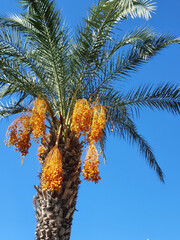 Date palm, bright blue sky