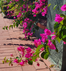 Bright pink blooming bougainvillea flower 