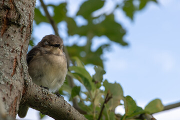 Beautiful sparrow sits on a branch of tree and sleeps